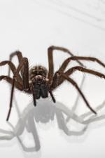 Hausspinne Werbefotograf Hannover Hausspinne Werbefotograf Hannover
