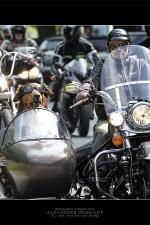 motogo-motorradgottesdienst-hannover-2010 Motogo Motorradgottesdienst