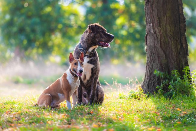 Hunde Freundschaft Staffordshire 