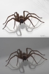 spinne-bildbearbeitung-insekten