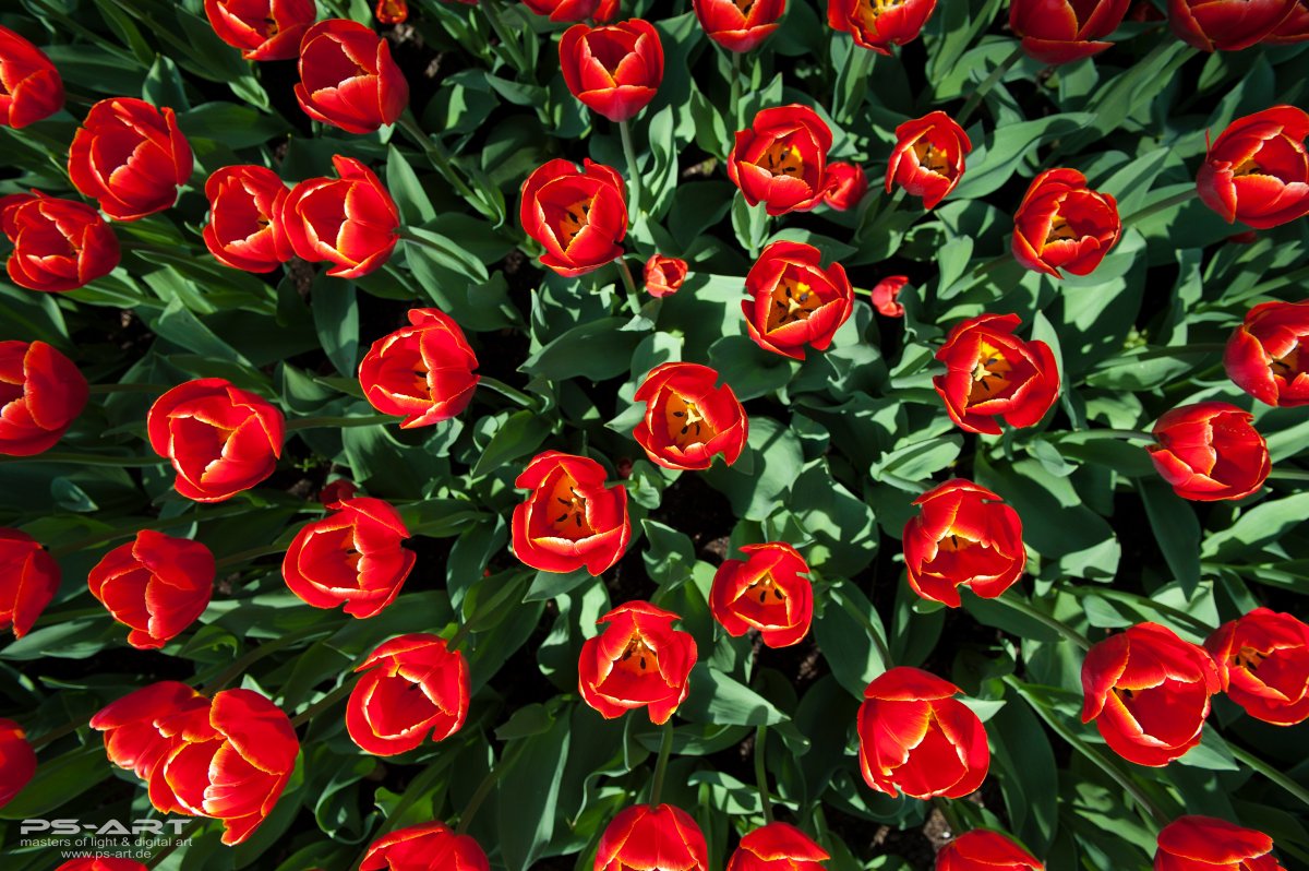 Tulpen-Hintergrund
