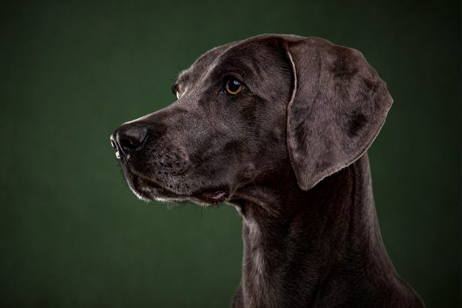 Hund Portrait Weimaraner